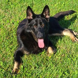 Hades - German Shepherd