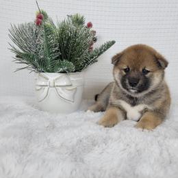 Autumn - Red female Shiba Inu puppy in Sacramento, California from Shiba Inu of Matrix