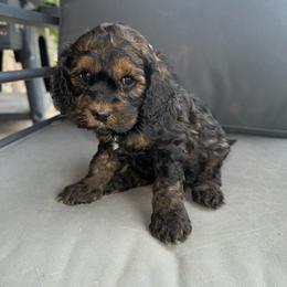 Twix - Black and tan male Cockapoo puppy in Tucson, Arizona from Desert Puppies