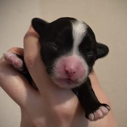 Black and White Hairless Girl - Black and white female Chinese Crested puppy in Tomball, Texas from Gracieux Chinese Cresteds