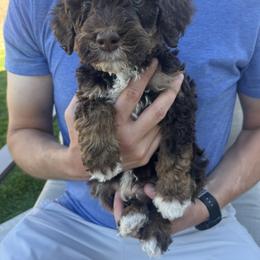 Junior - Phantom male Bernedoodle puppy in Saratoga Springs, Utah from Coconut Bernedoodles