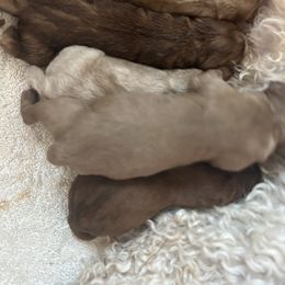 Mercedes - Caramel female Australian Labradoodle puppy in Manchaca, Texas from Heartrock Labradoodles