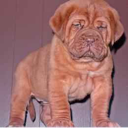 Dogue de Bordeaux Puppies from Marcus Diggs