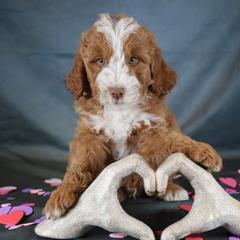 Nile - male Golden Mountain Doodle puppy in Murray, Utah from Good Looking Dogs