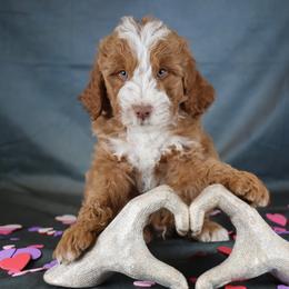 Nile - male Golden Mountain Doodle puppy in Murray, Utah from Good Looking Dogs