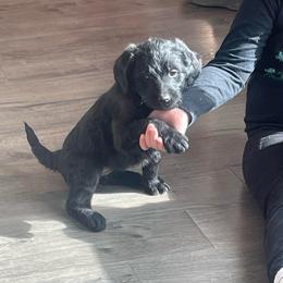 Cocoa - Black female Labradoodle puppy in Craig, Nebraska from Top Knot Companions Poodles and Labradoodles
