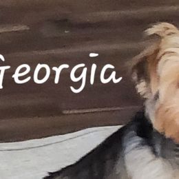 Yorkshire Terriers from Eleventyseven Yorkies