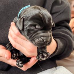 Zambo (Zamboni, Light Blue) - Black male Giant Schnauzer puppy in Harrisville, Utah from Diamond in the Ruff