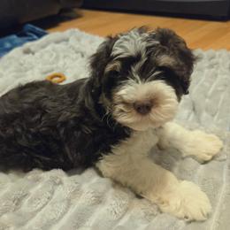 Bentley - Parti male Miniature Schnauzer puppy in Graham, Washington from Kristy's French Bulldogs & Mini Schnauzers