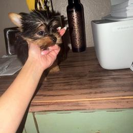 Boy 2 - Black and tan male Yorkshire Terrier puppy in Chino Hills, California from Chino Hills Yorkies