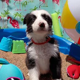Jörde - Black and white male Border Collie puppy in Max, Nebraska from Stag Valley Homestead