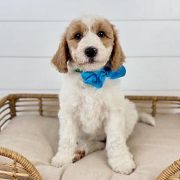 Sea Salt - Turquoise Collar - Parti female Goldendoodle puppy in The Woodlands, Texas from Golden Fields Doodles
