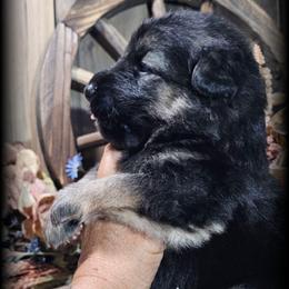 Ranger - Black and tan male German Shepherd puppy in Sequim, Washington from German Shepherd Haus