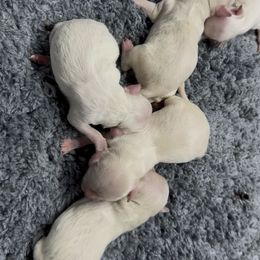 Sugar - White female Maltipoo puppy in Fredericktown, Missouri from Doodle Pups Fur-Ever