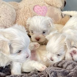 Maltese, Morkie, and Yorkshire Terrier Puppies from Cottonwood Maltese & Yorkies