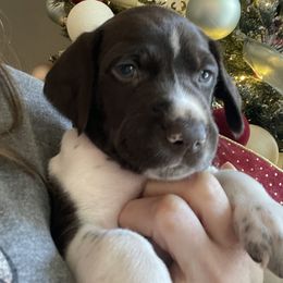 Hank - Green Collar - Liver and white male German Shorthaired Pointer puppy in Conroe, Texas from Tipsy Rabbit GSP TopDog Kennel