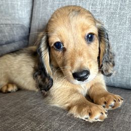 Monte - Dapple male Dachshund puppy in Tonopah, Arizona from Brandie's Dachshunds