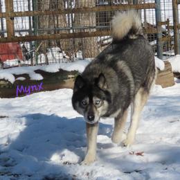Mynx - Siberian Husky