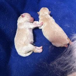 Girl 2 - Cream female Pomeranian puppy in Uniontown, Pennsylvania from Oh So Sassy Poms