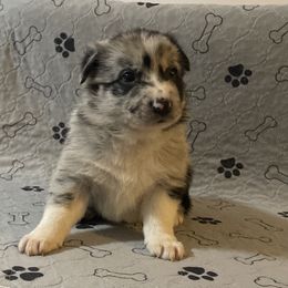 Boy 2 - White and blue merle Border Collie puppy in Oroville, California from Coalcyn Kennels