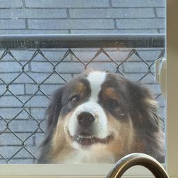 Australian Shepherds from Windfall Homestead