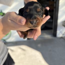Hunter - Black and tan male Dachshund puppy in Tomball, Texas from Gutierrez House of Doxies
