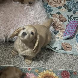 Cream - Cream female Dachshund puppy in Conroe, Texas from Kimberly's AKC Dachshunds