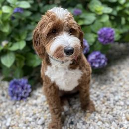 Paige - Australian Labradoodle