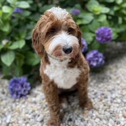 Paige - Australian Labradoodle