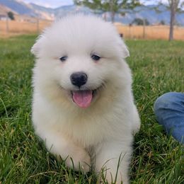 Gray - White male Samoyed puppy in Erda, Utah from Desert Snow Samoyeds