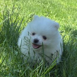 Pipsqueak - White male Pomeranian puppy in Rhode Island from Heartfelt Kennels