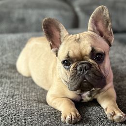 Boxers, French Bulldogs, and Goldendoodles from Rock Run Farm