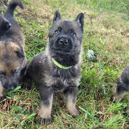 Wasabi (Green male) - Sable male German Shepherd puppy in Winchester, Kentucky from Del Lago Canine