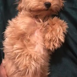 Maltipoos and Poodles from Little Toy Poodles