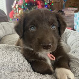 Girl 3 - Red Australian Shepherd puppy in Monroe, North Carolina from Dreamland Aussies & Poodles