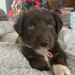 Girl 3 - Red Australian Shepherd puppy in Monroe, North Carolina from Dreamland Aussies & Poodles