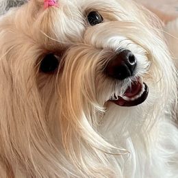 Havanese from Enchanted Tails Havanese