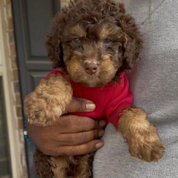 Hershey - Phantom male Bernedoodle puppy in Richmond, Texas from Harper’s Heartbeats
