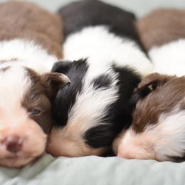 Border Collie Puppies from Sage Ridge