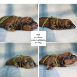 Dachshund Puppies from Paradox Dachshunds