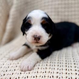 Oreo (purple collar) - Tri-color female Bernedoodle puppy in Colorado Springs, Colorado from Mercy Mountain Bernedoodles