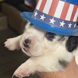 American Corgi, Cardigan Welsh Corgi, and Pembroke Welsh Corgi Puppies from DnD Corgis