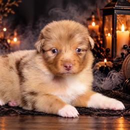 Natalie - Red merle female Australian Shepherd puppy in Fultonville, New York from Sandy Aussies, Mini Dachshunds & Pomeranians