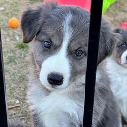 Stella - Atypical merle female Border Collie puppy in Hartsville, South Carolina from Wiggles 4 Life