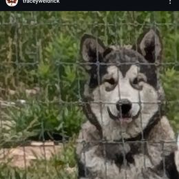 Prancer - Agouti and white male Alaskan Malamute puppy in Louisburg, North Carolina from Rockin' Maples Malamutes