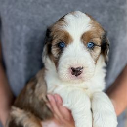 Kitty - female Australian Mountain Doodle puppy in Chattanooga, Tennessee from River City Doodles TN