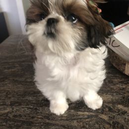 Shih Tzu Puppies from Willow Lane Shih Tzus