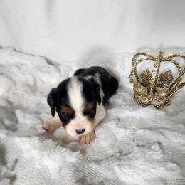 AKC DAISY - Tri-color female Cavalier King Charles Spaniel puppy in Joplin, Missouri, Missouri from HOL-A-DA CAVALIERS