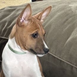 Basenjis from Rocky Mountain Basenjis & Little Dog Farm & Grooming