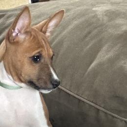 Basenjis from Rocky Mountain Basenjis & Little Dog Farm & Grooming